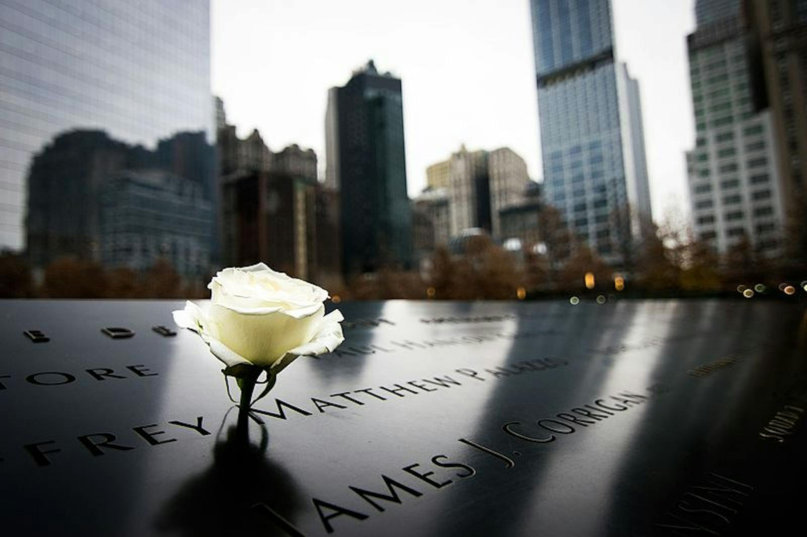 Rose blanche sur le 9/11 Memorial & Musée