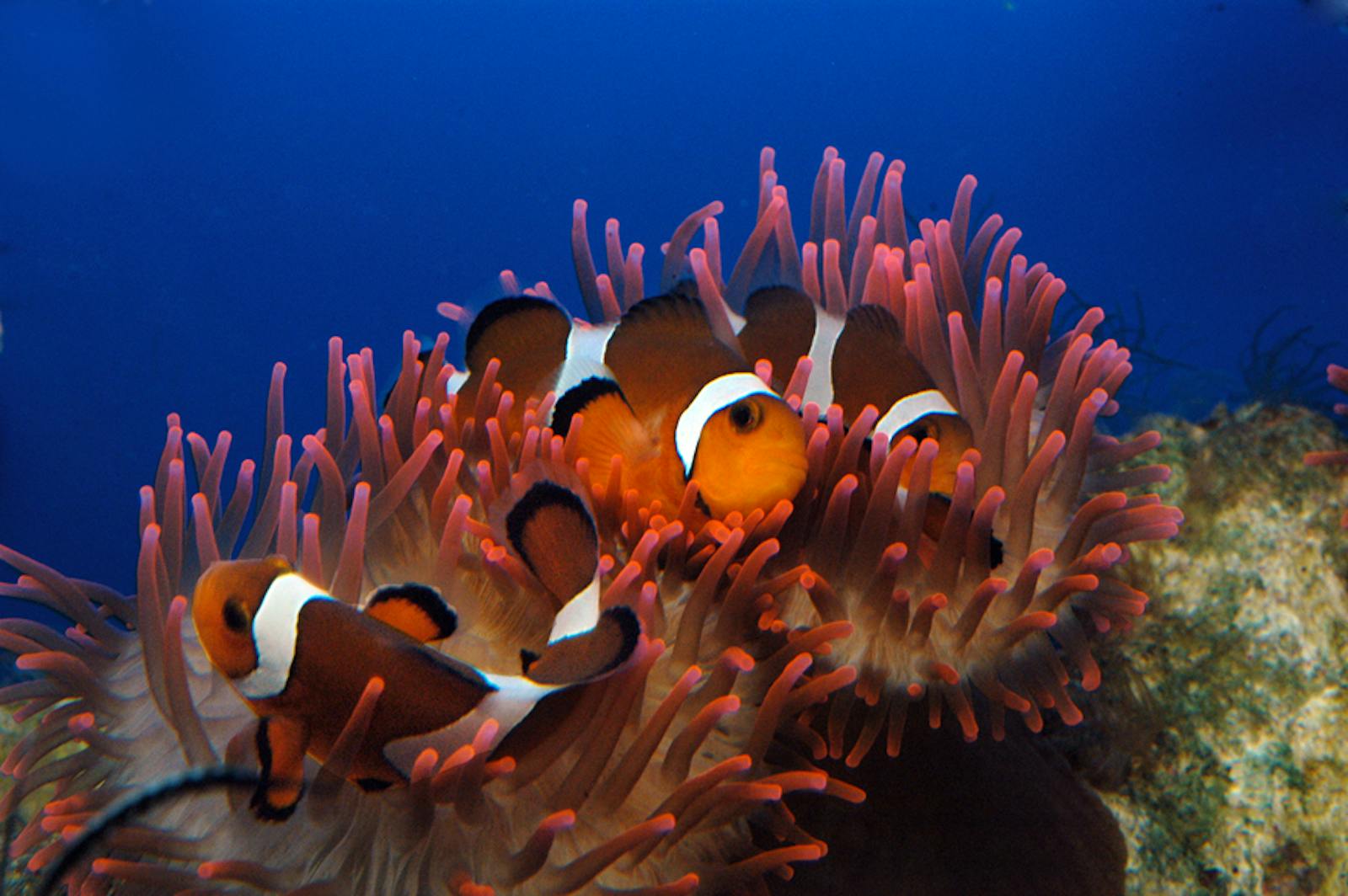 Poissons clowns dans l'Aquarium de Gênes
