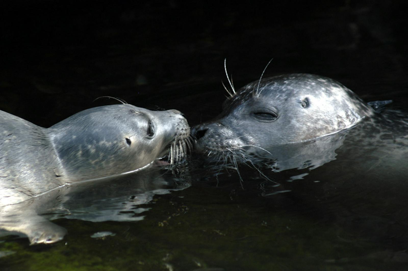 Deux phoques s'embrassent tendrement à l'Aquarium de Gênes
