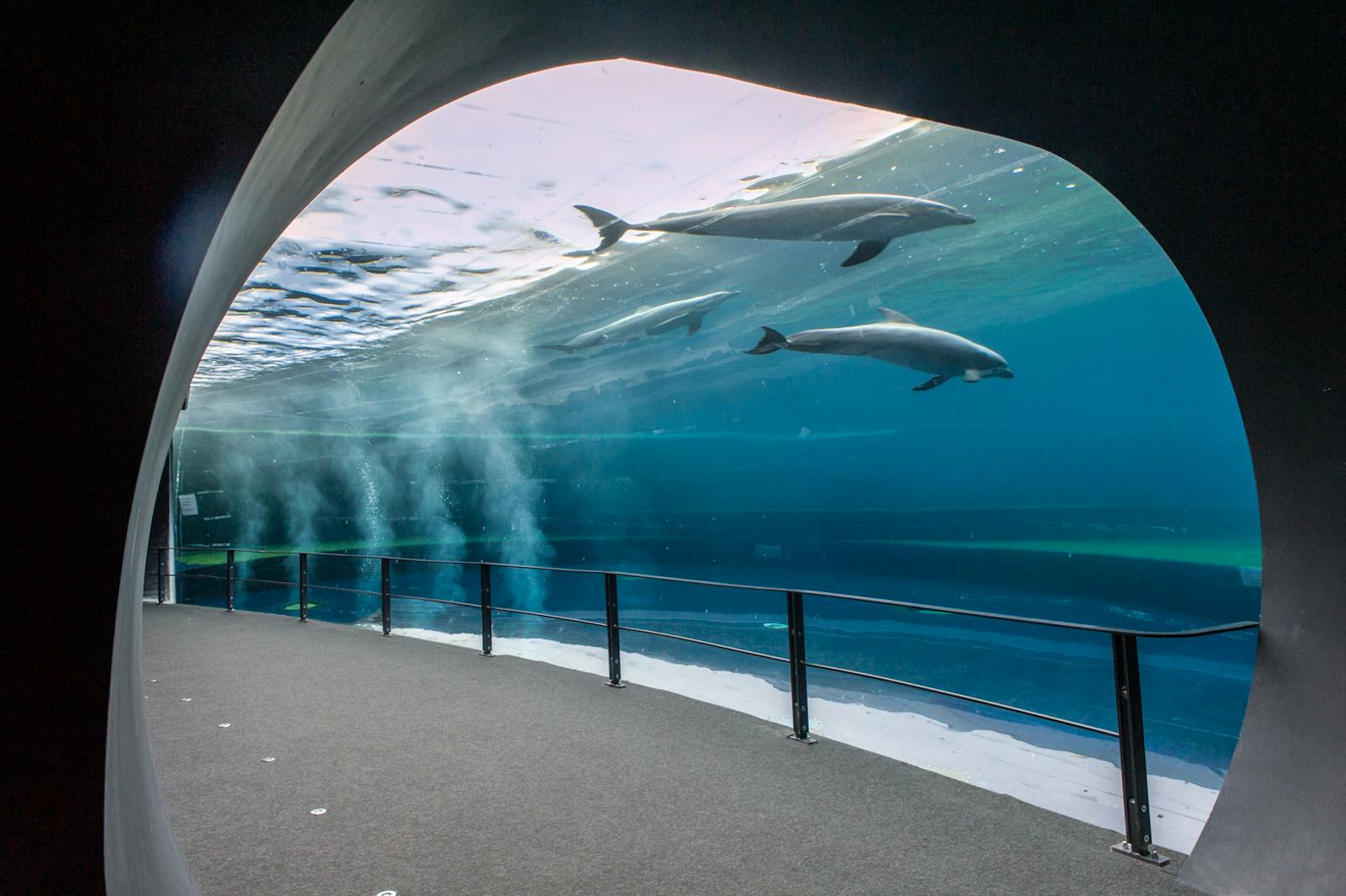 Dolphins swimming above the tunnel at l'Aquarium de Gênes
