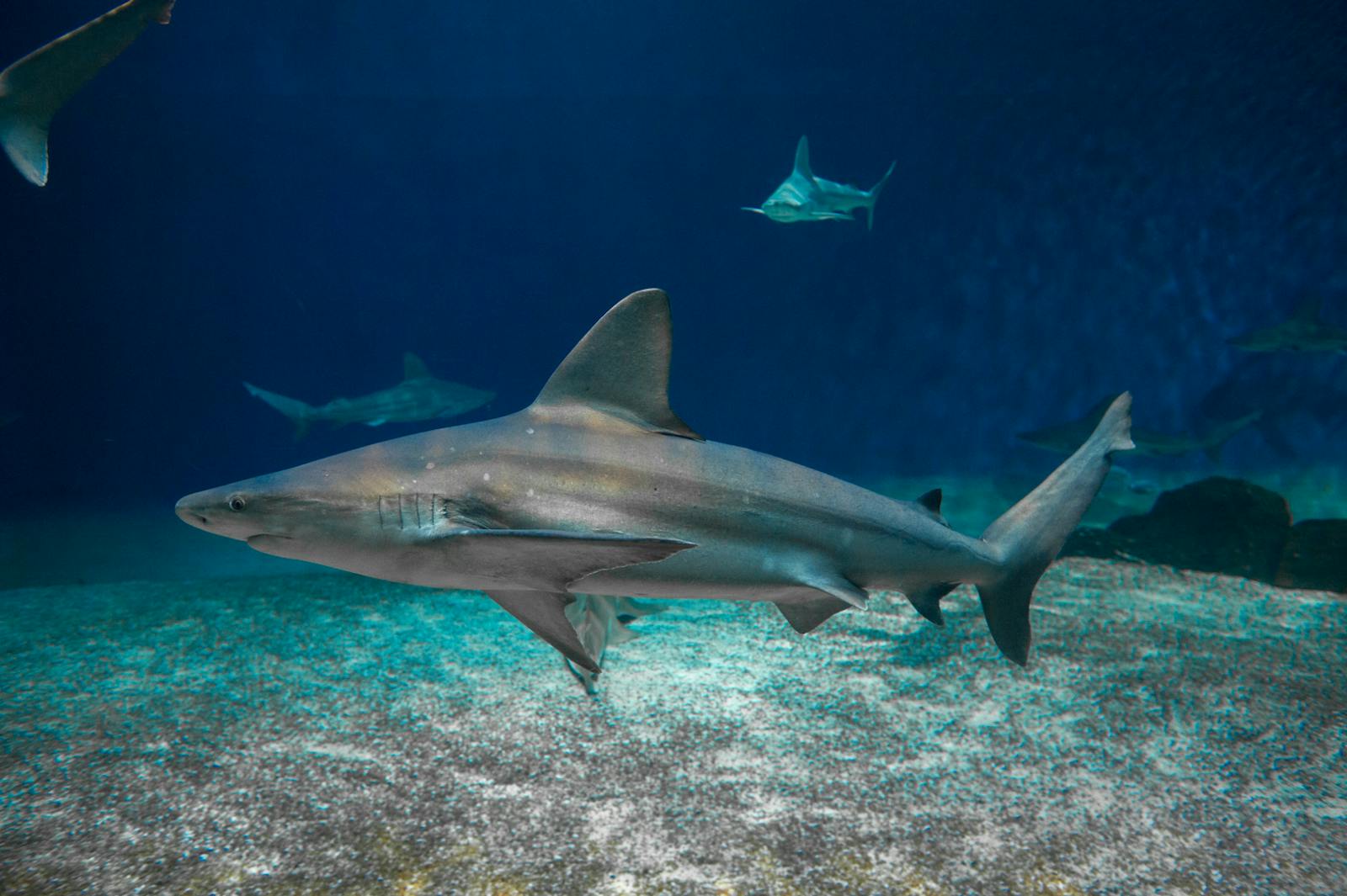Grand requin nageant dans l'Aquarium de Gênes
