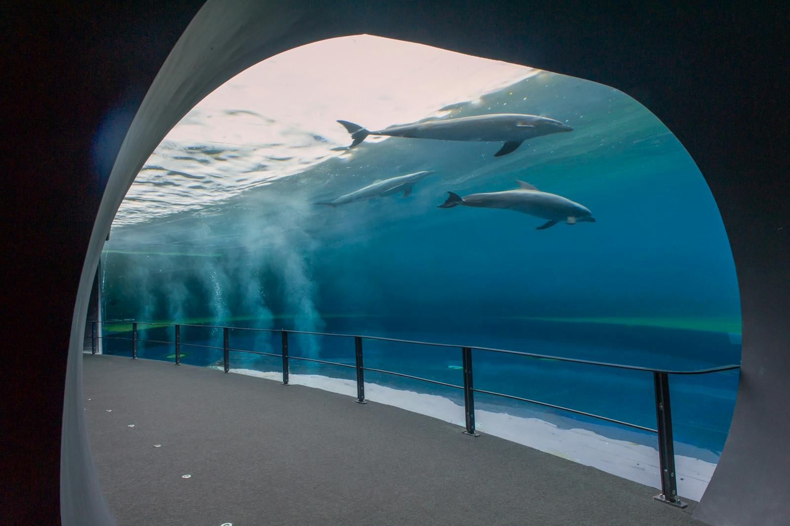 热那亚水族馆隧道视角上方的海豚