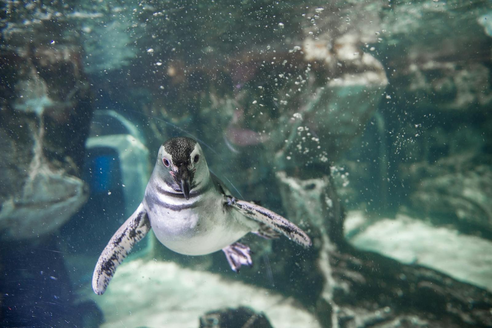 热那亚水族馆水下游泳的企鹅