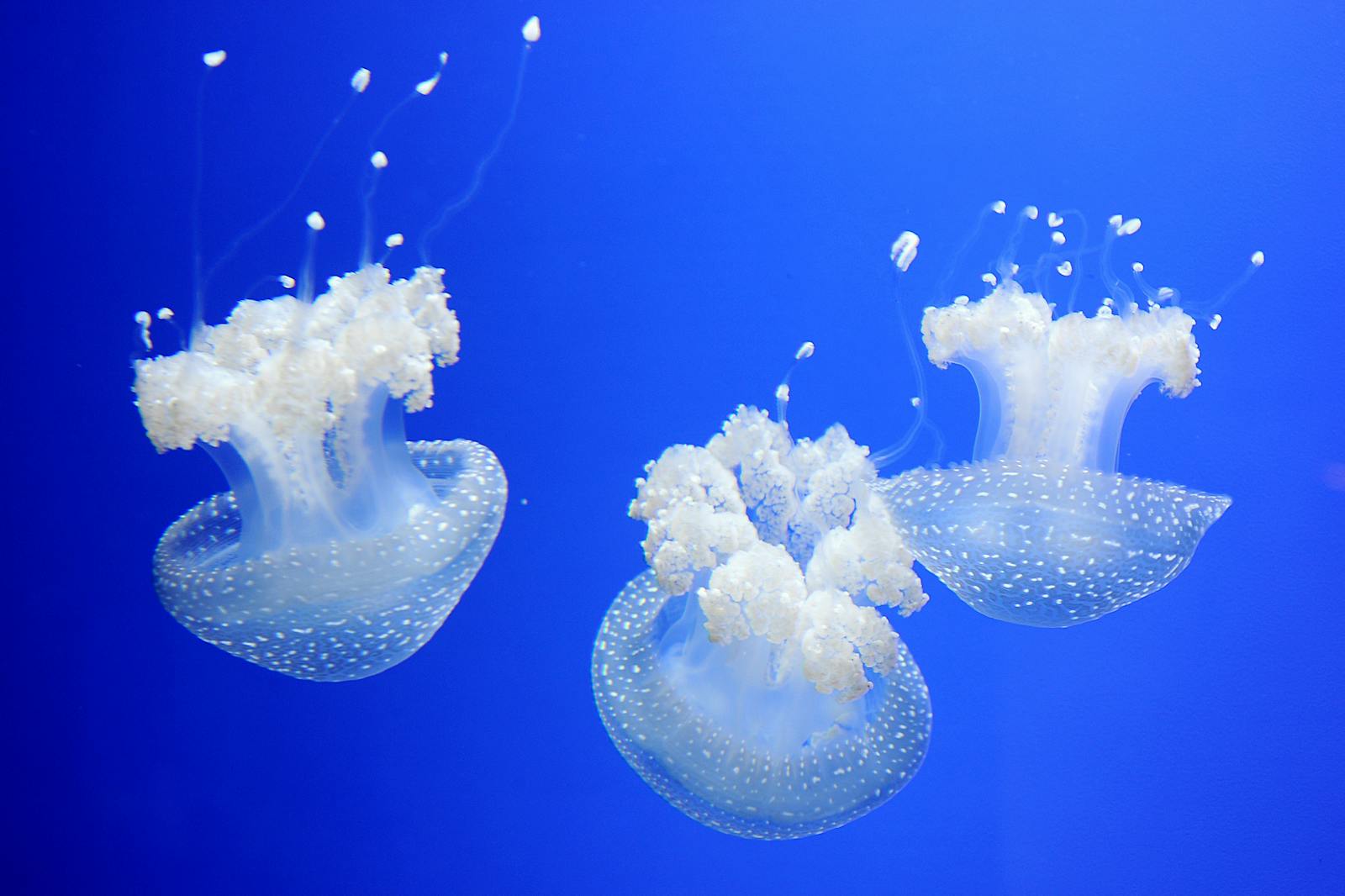 热那亚水族馆中漂浮的白色水母