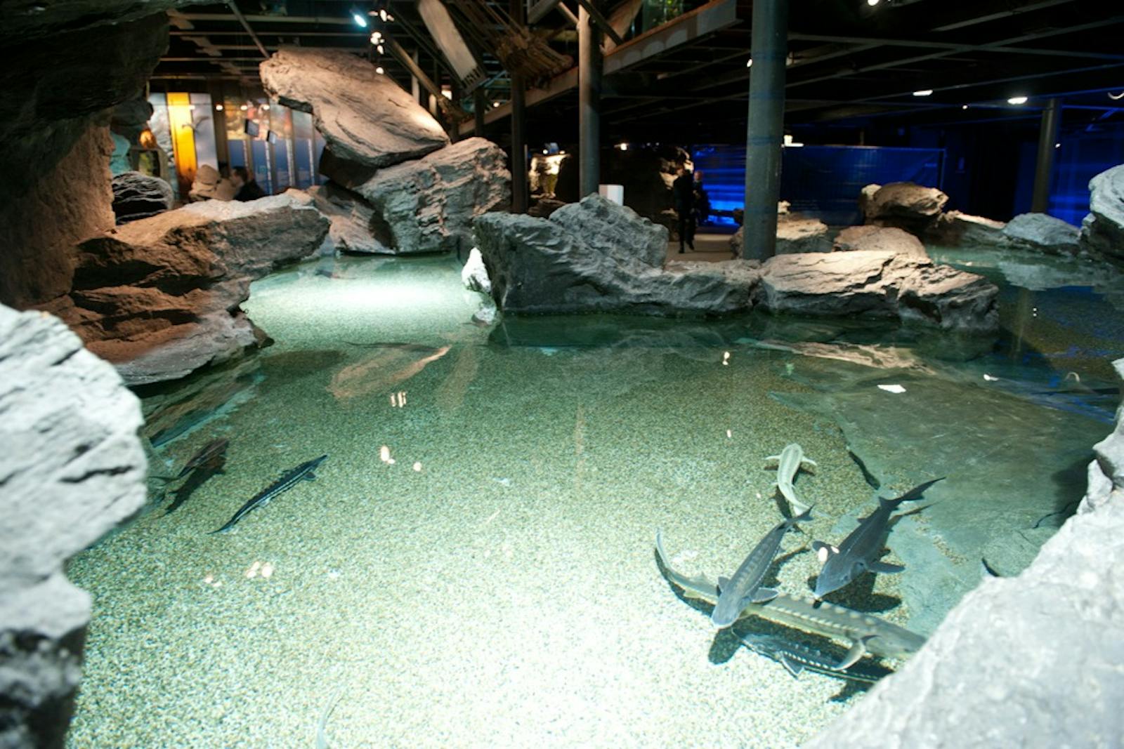 热那亚水族馆鲟鱼俯瞰图