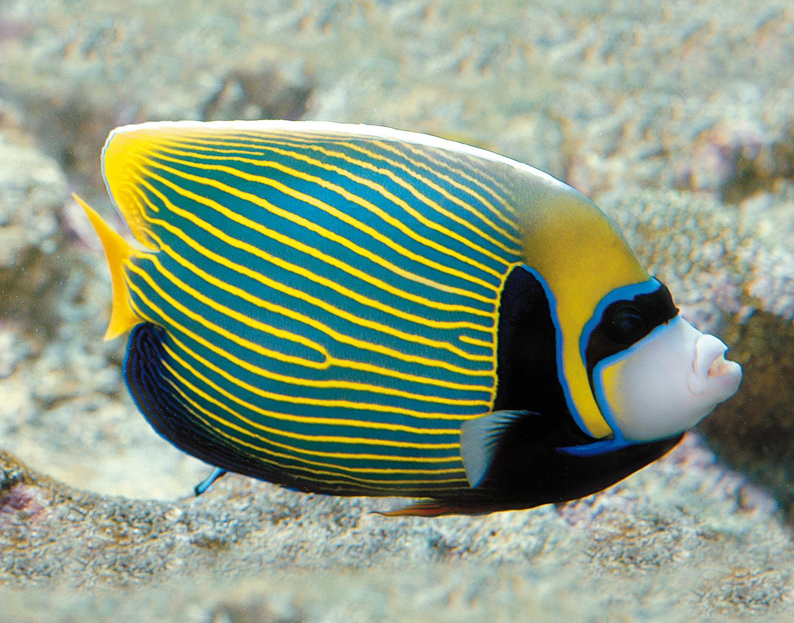Poisson angelfish coloré dans l'Aquarium de Gênes