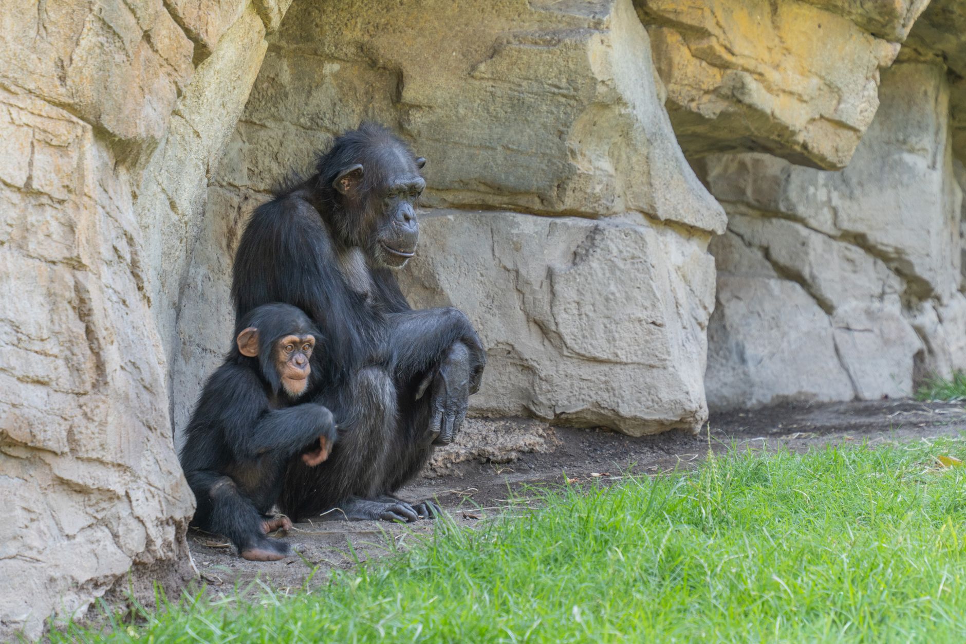 To familier af chimpanser i Bioparc Valencia