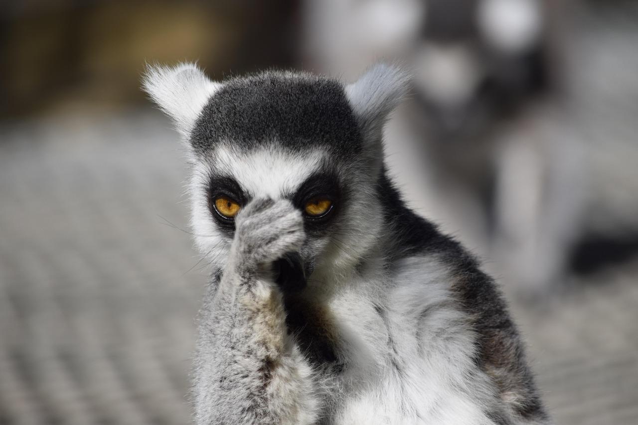 Lemur at Bioparc Valencia in a contemplative pose