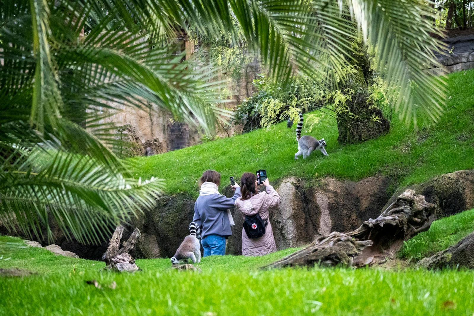 Visitors photographing lemurs at Bioparc Valencia