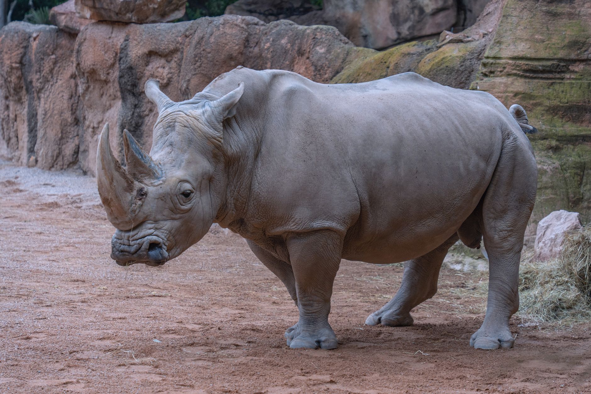 Un rinoceronte en primer plano en el Bioparc Valencia