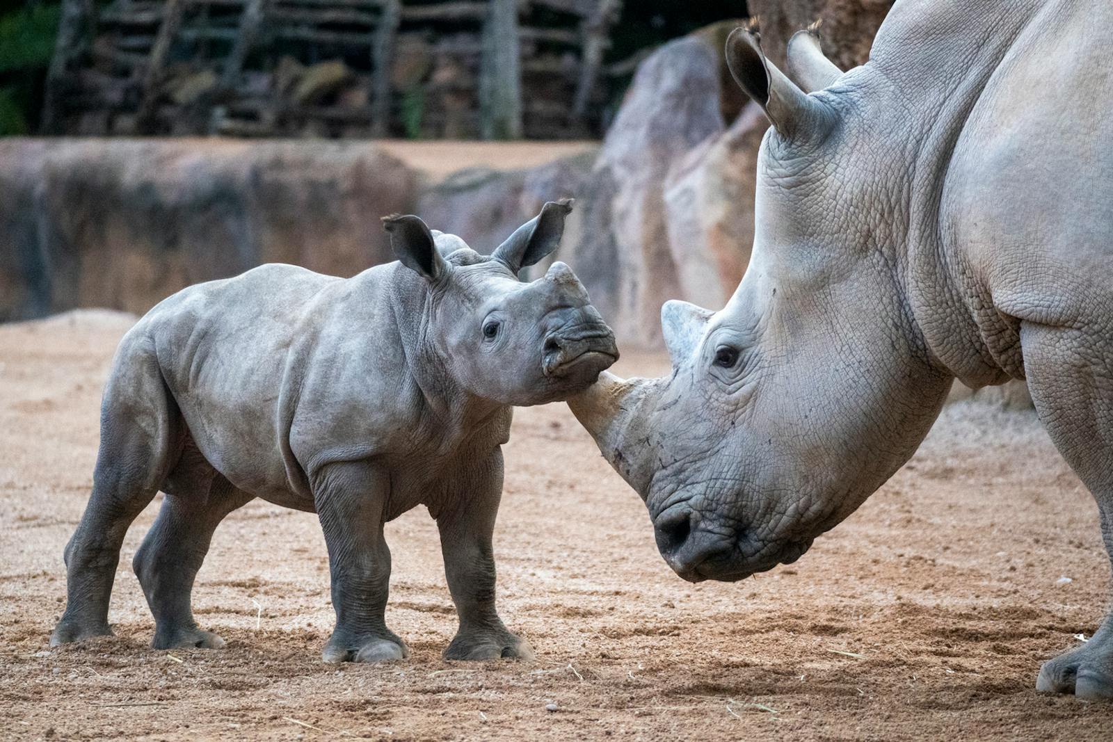 Fiatal szarvasmarha és anyja a Bioparc Valenciában