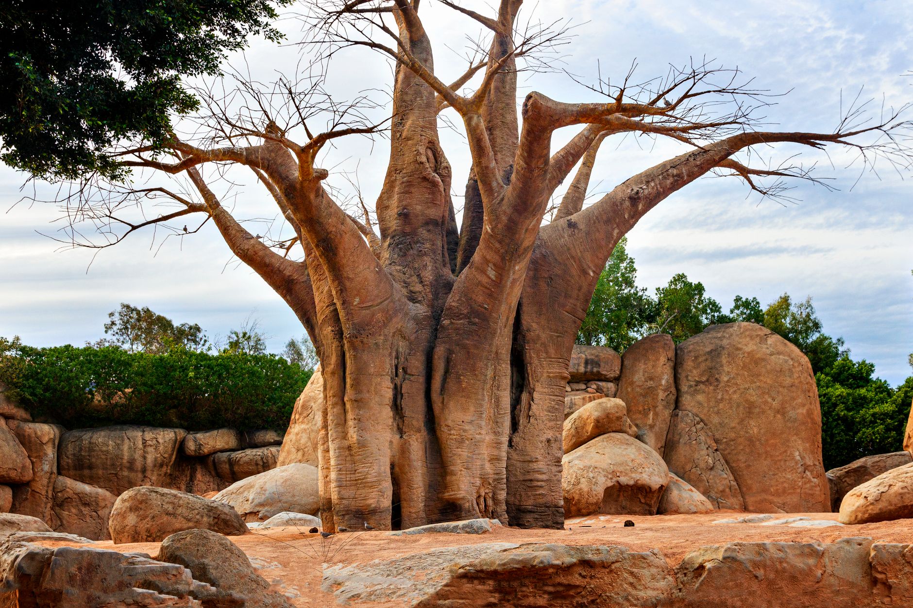 Közelkép egy majestikus fáról a Bioparc Valenciában