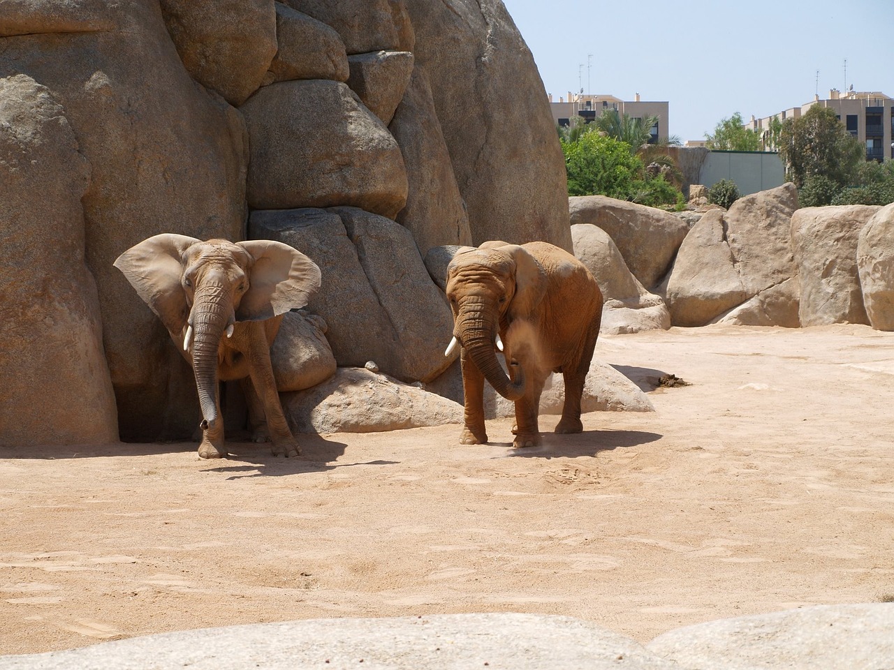 Éléphants dans le Bioparc Valencia