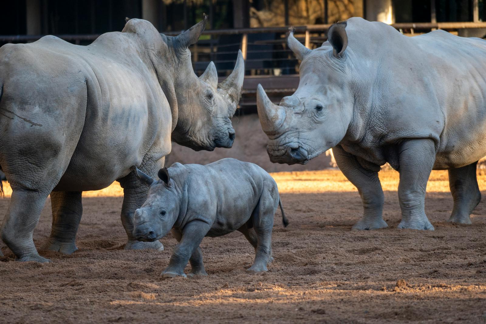 Famiglia di rinoceronti nell'enclos del Bioparc Valencia