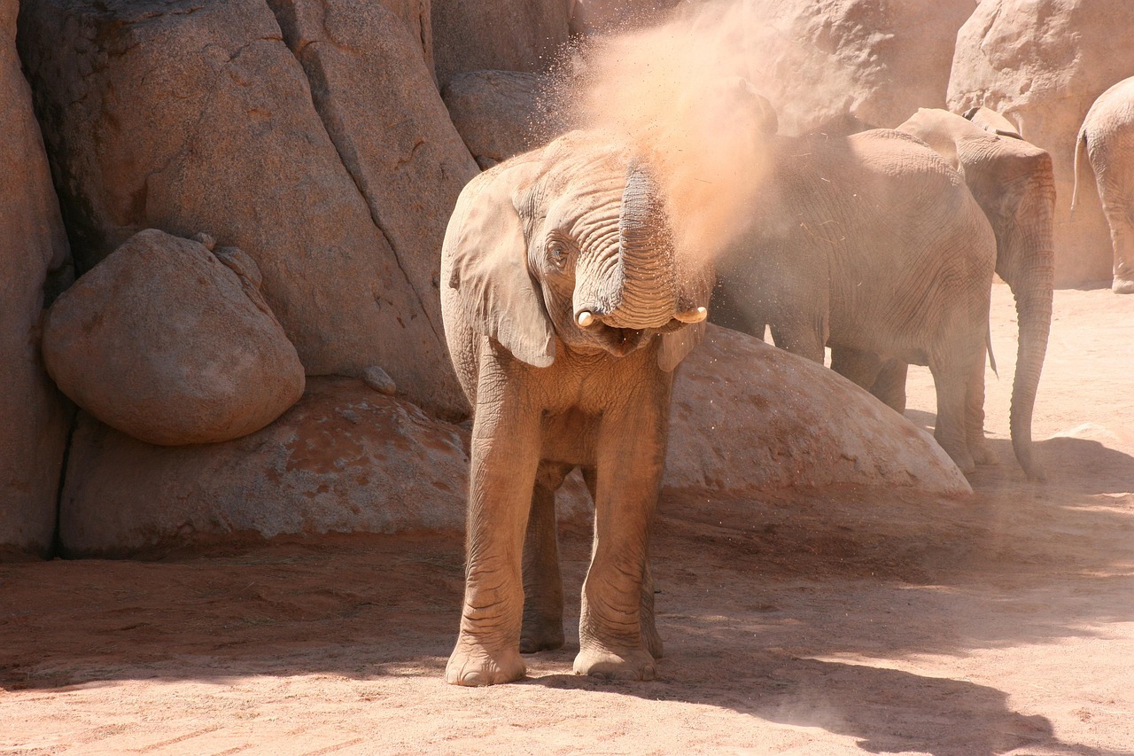 Olen die spelen in het stof in Bioparc Valencia