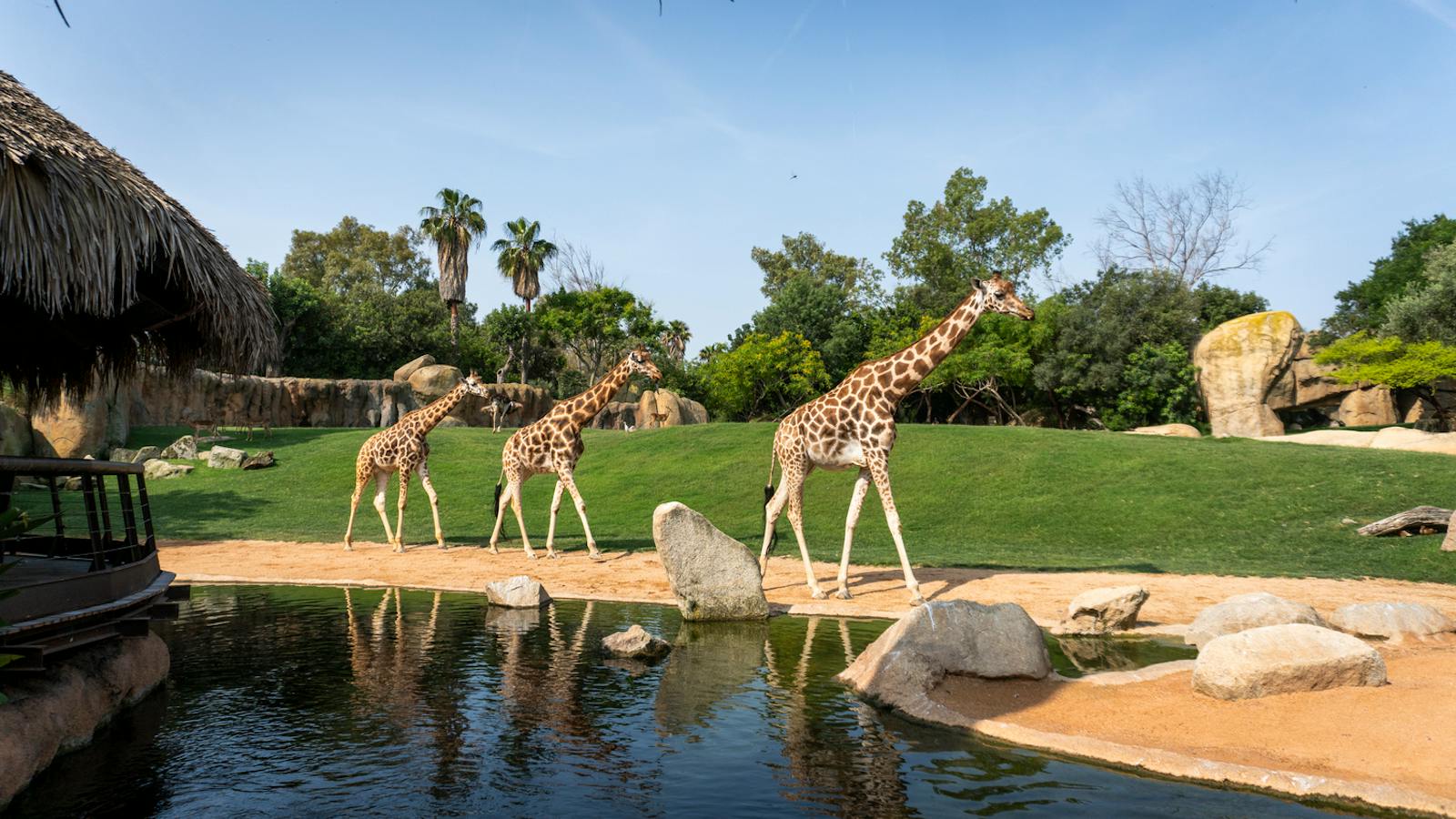Trzy żyrafy nad wodą w Bioparc Valencia