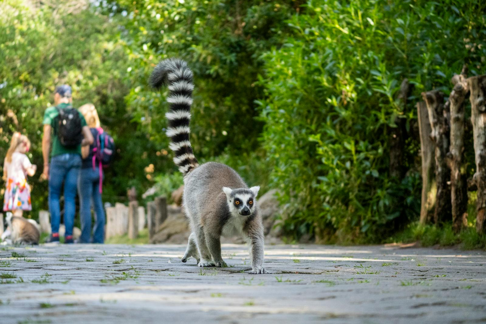 Лемур-катта на переднем плане в Bioparc Valencia