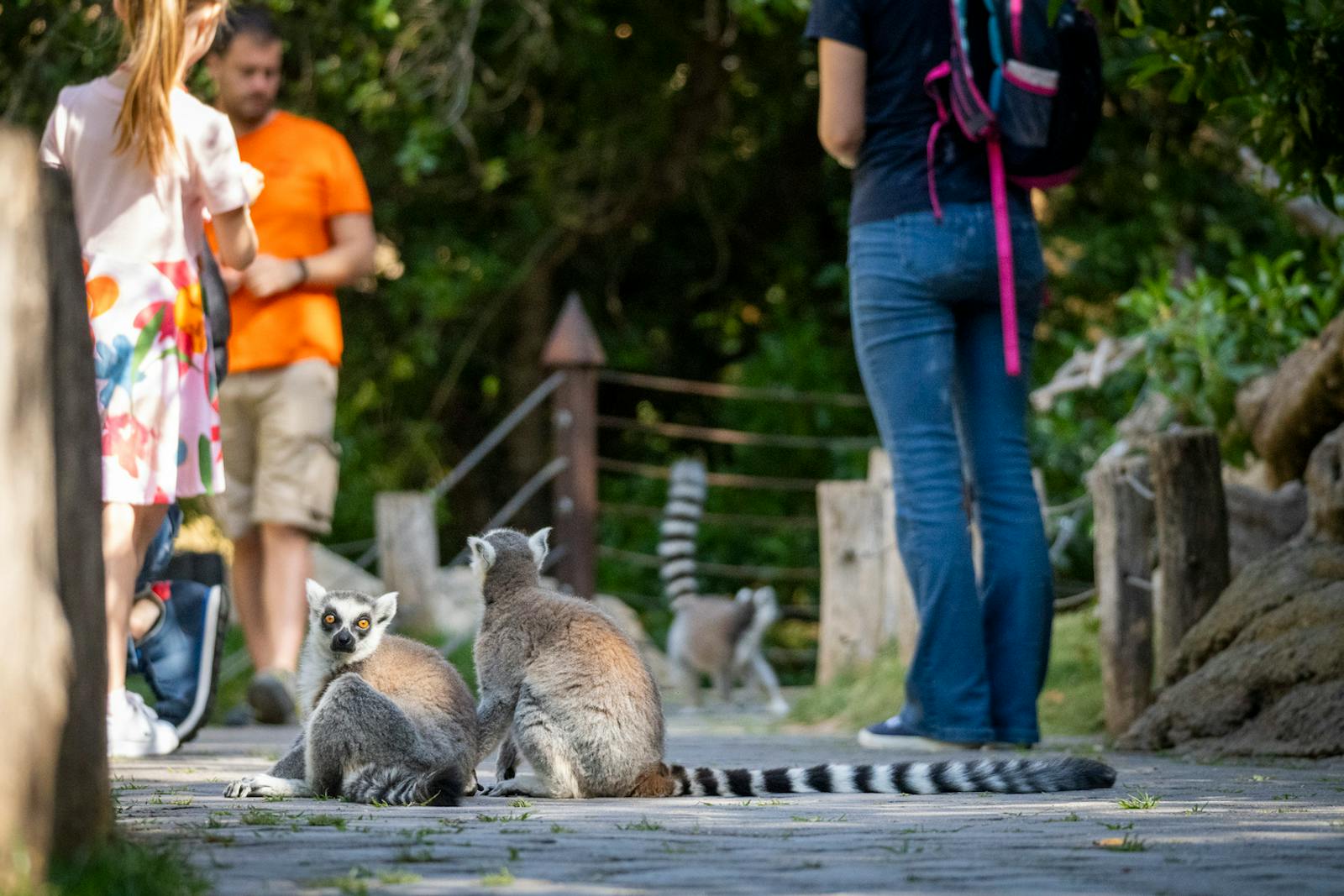Лемуры взаимодействуют с посетителями в Bioparc Valencia