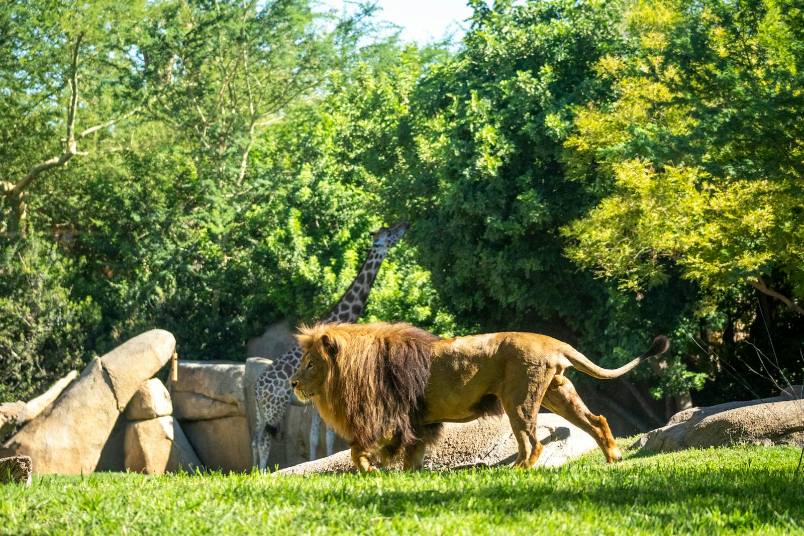 Величественный лев на переднем плане Bioparc Valencia