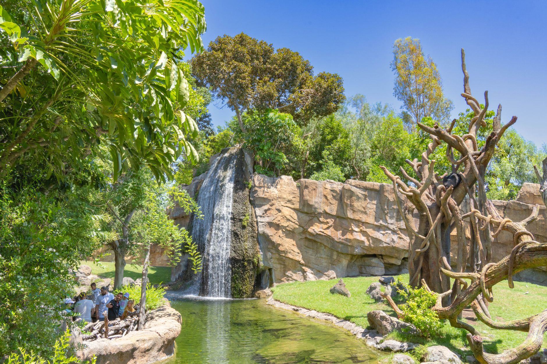 Естественный водопад и обезьяны в Bioparc Valencia