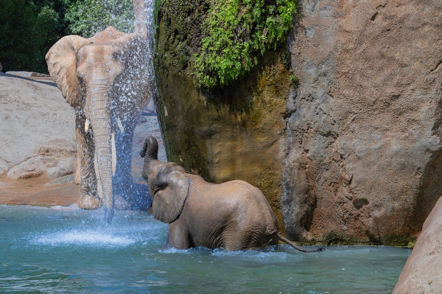 Elefanter som leker i vattnet i Bioparc Valencia