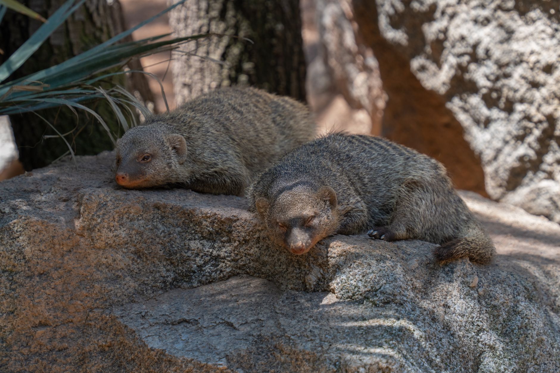 Två piggsvin sover på en klippa i Bioparc Valencia