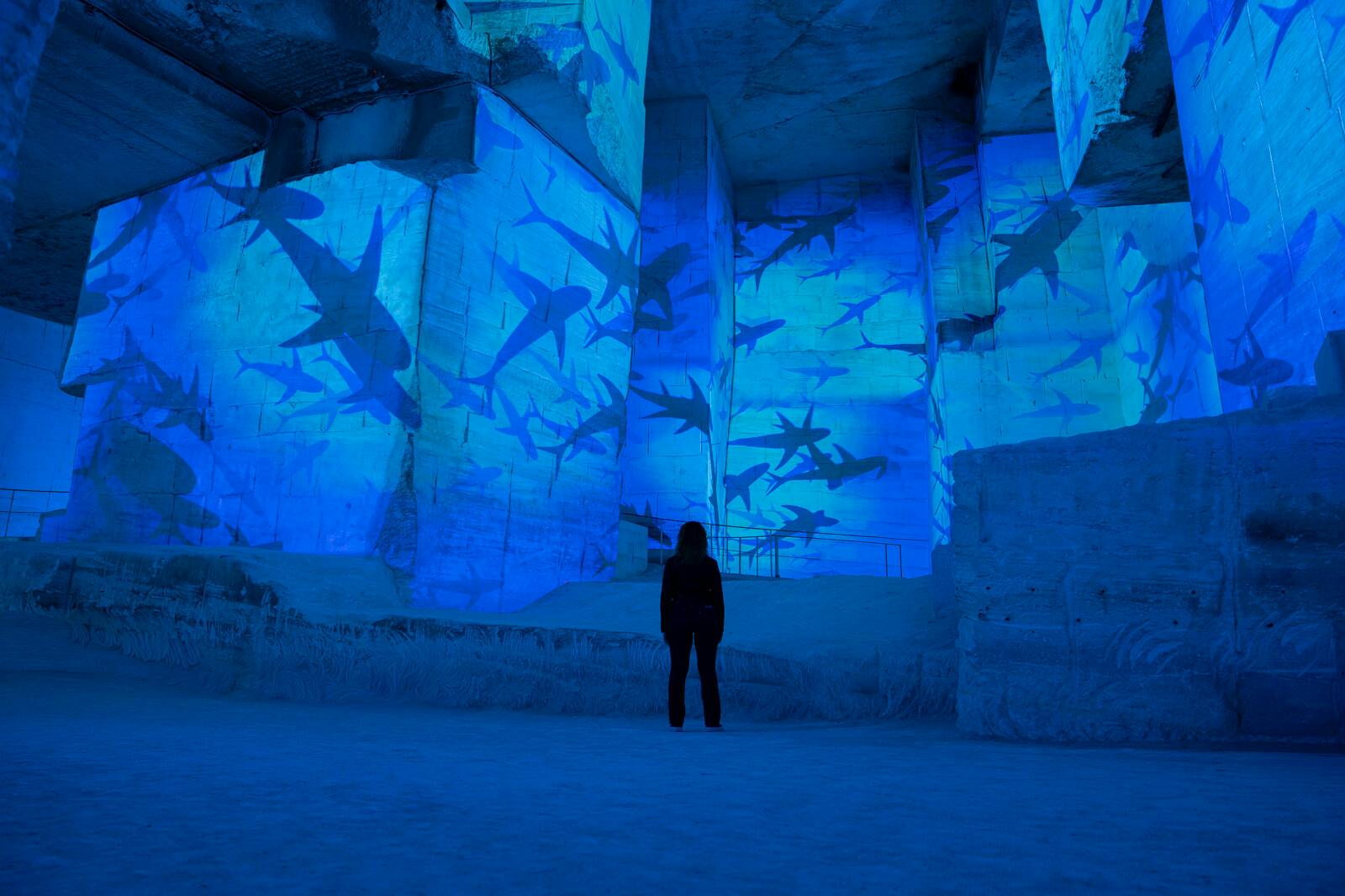 Carrières des Lumièresでの青いサメのプロジェクション
