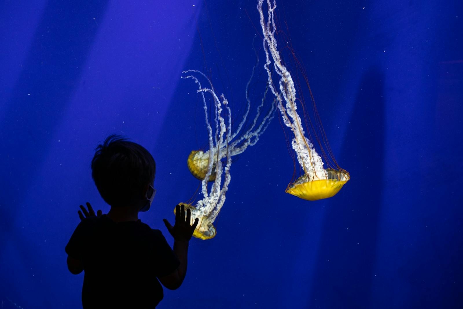 Aquarium de Géorgie