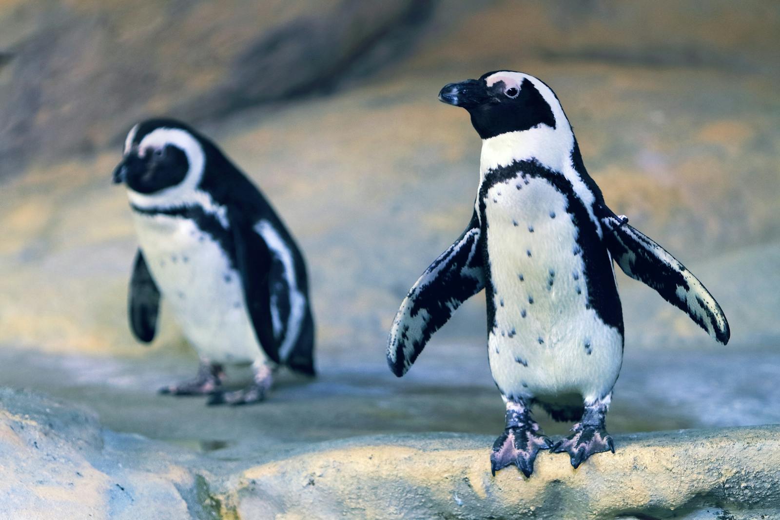Deux pingouins de Humboldt posés sur un rocher à Nausicaá