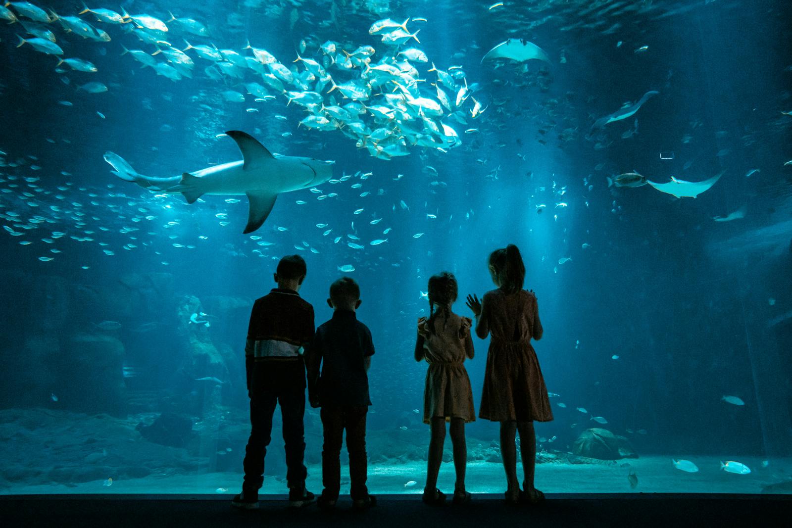 Nausicaá observe les requins dans l'aquarium