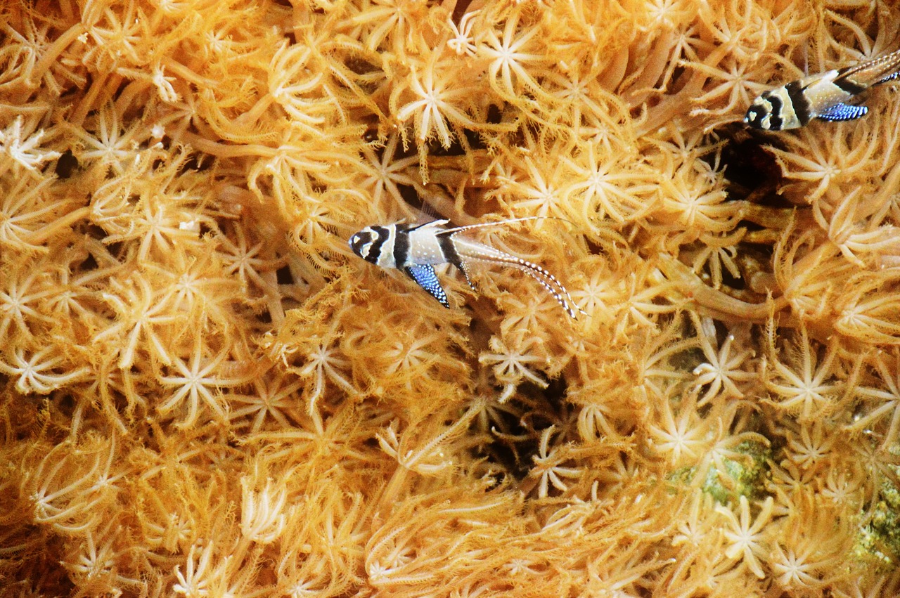 Poissons colorés nageant dans un corail jaune à Nausicaá