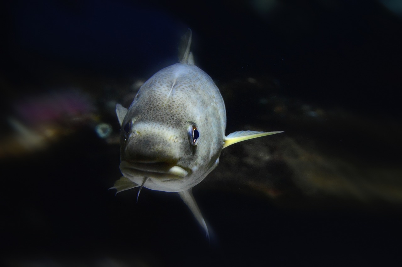Portrait frontal d'un poisson gris dans les eaux de Nausicaá