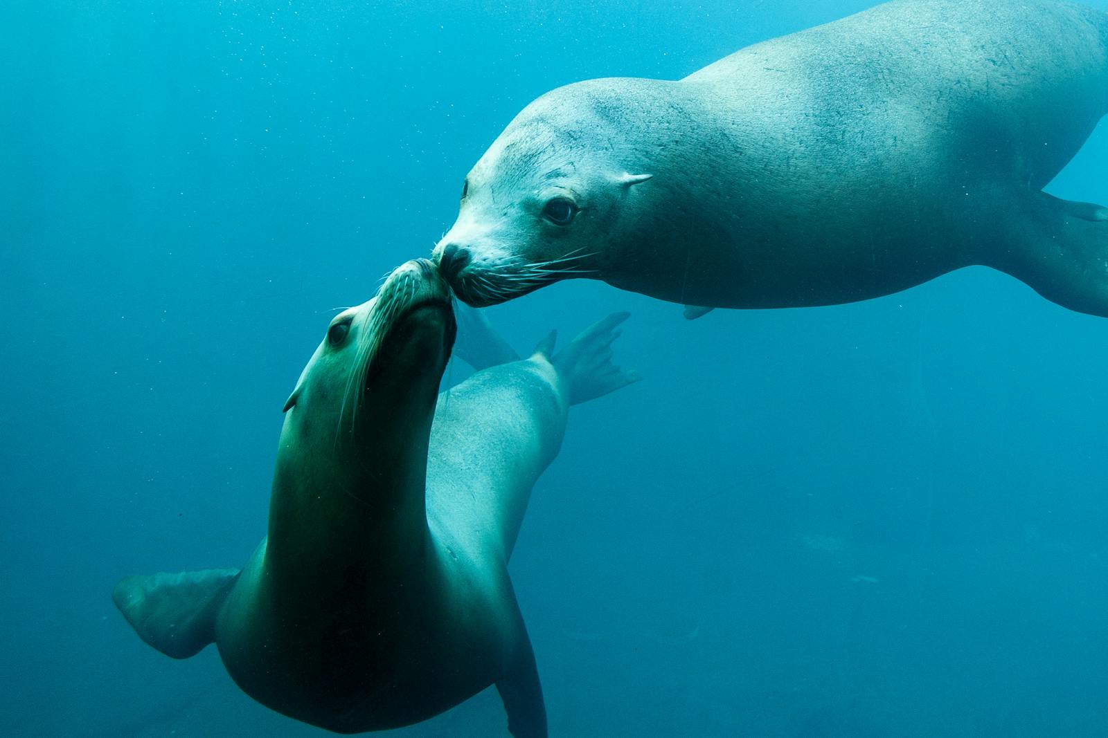 ナウシカで水中でキスをする2頭のオタリア