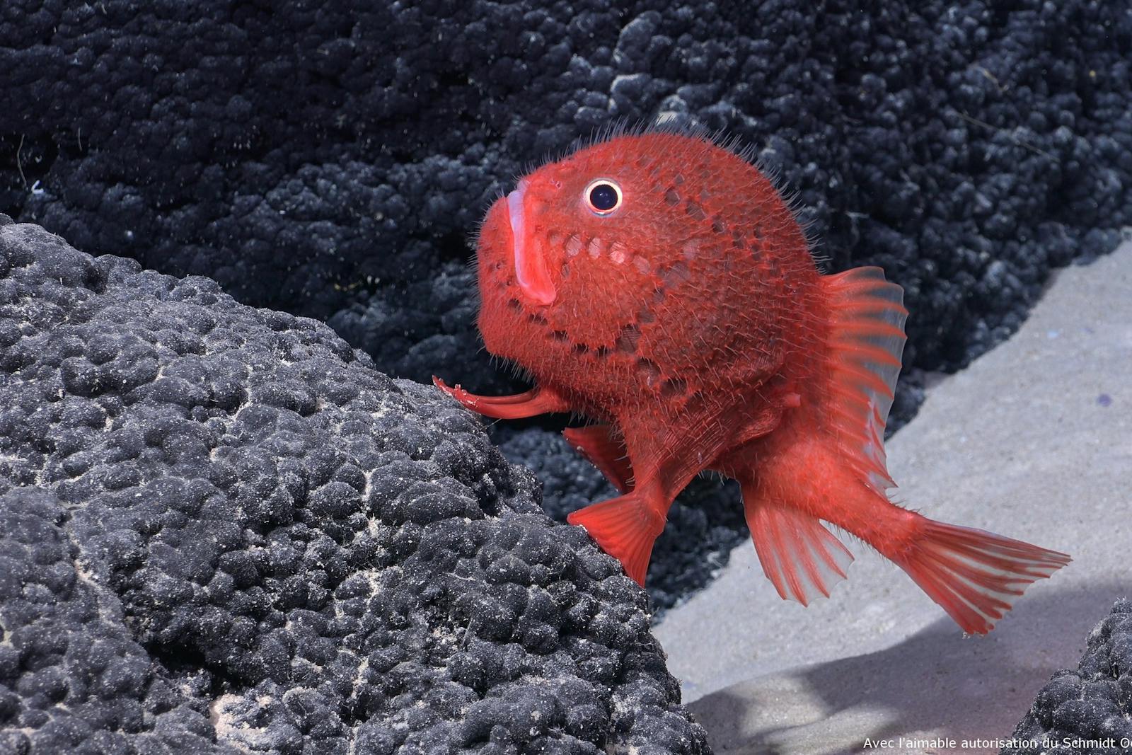ナウシカが水中で観察する鮮やかな赤い魚