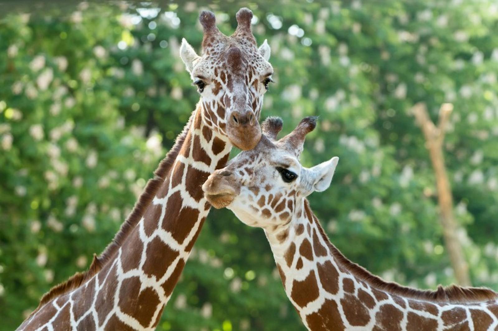Zoo di Schönbrunn