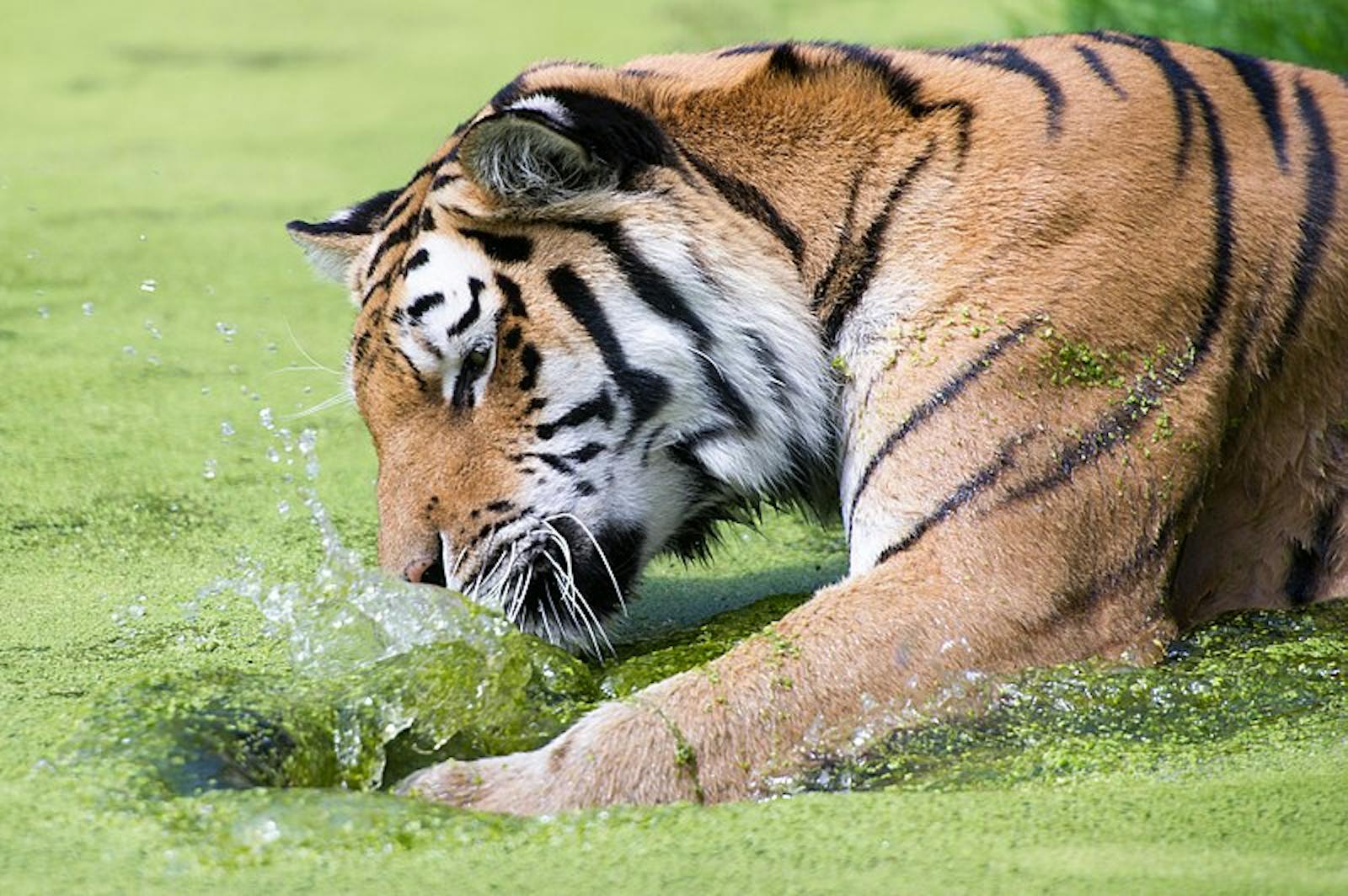 Zoo de Schönbrunn