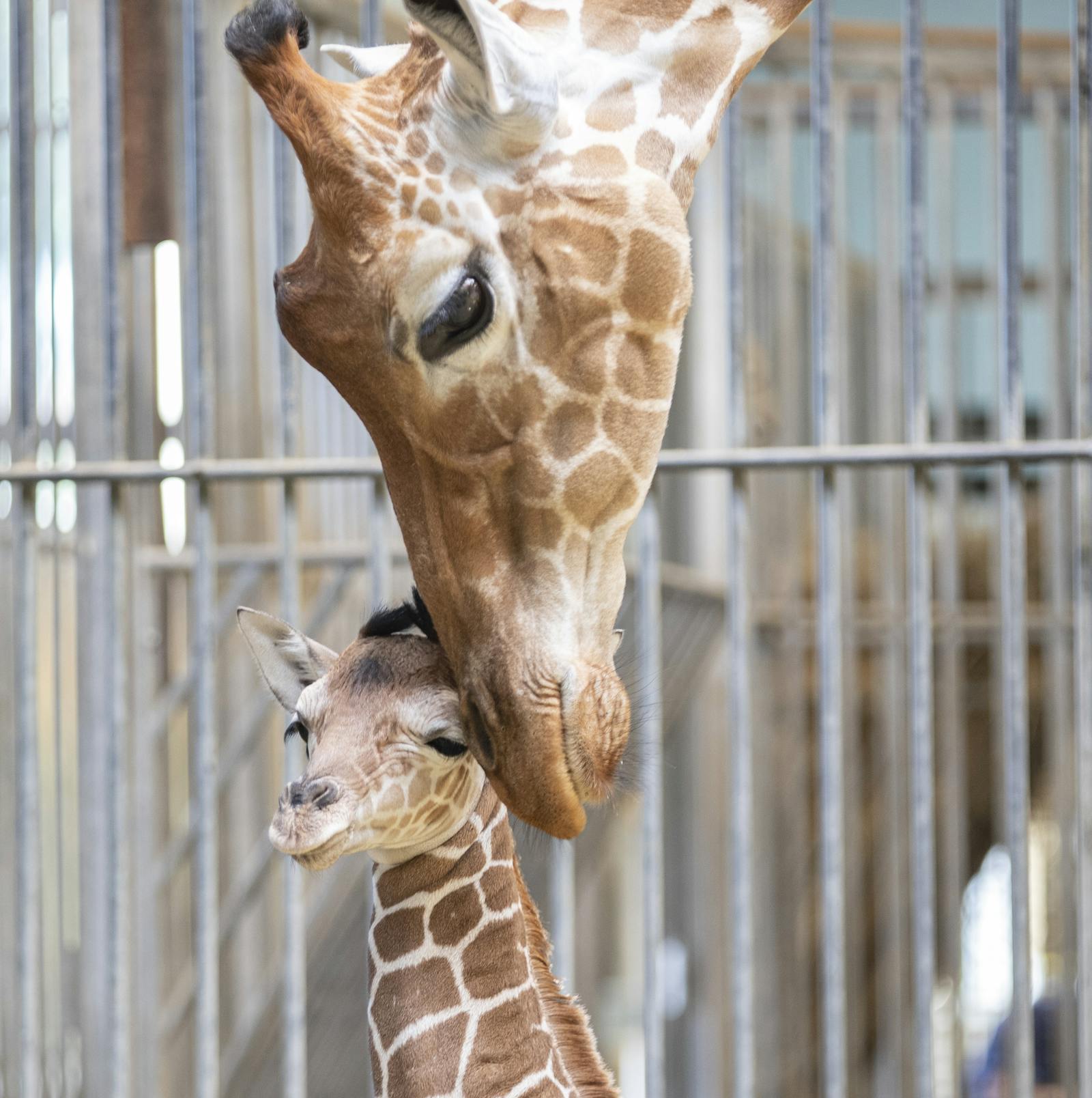 Mother and baby giraffes at ZooParc de Beauval