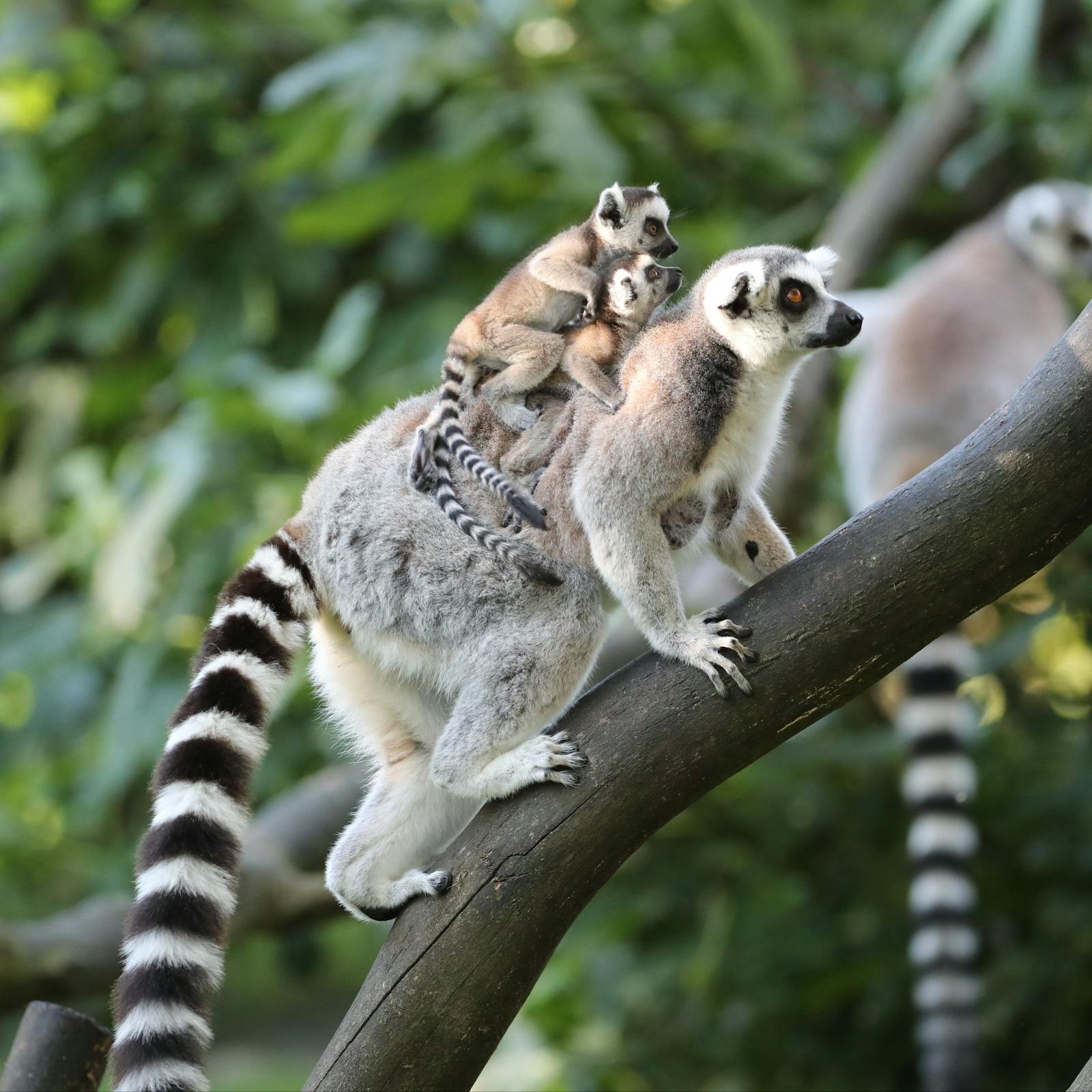 beauval 동물원의 나뭇가지에 있는 원숭이들