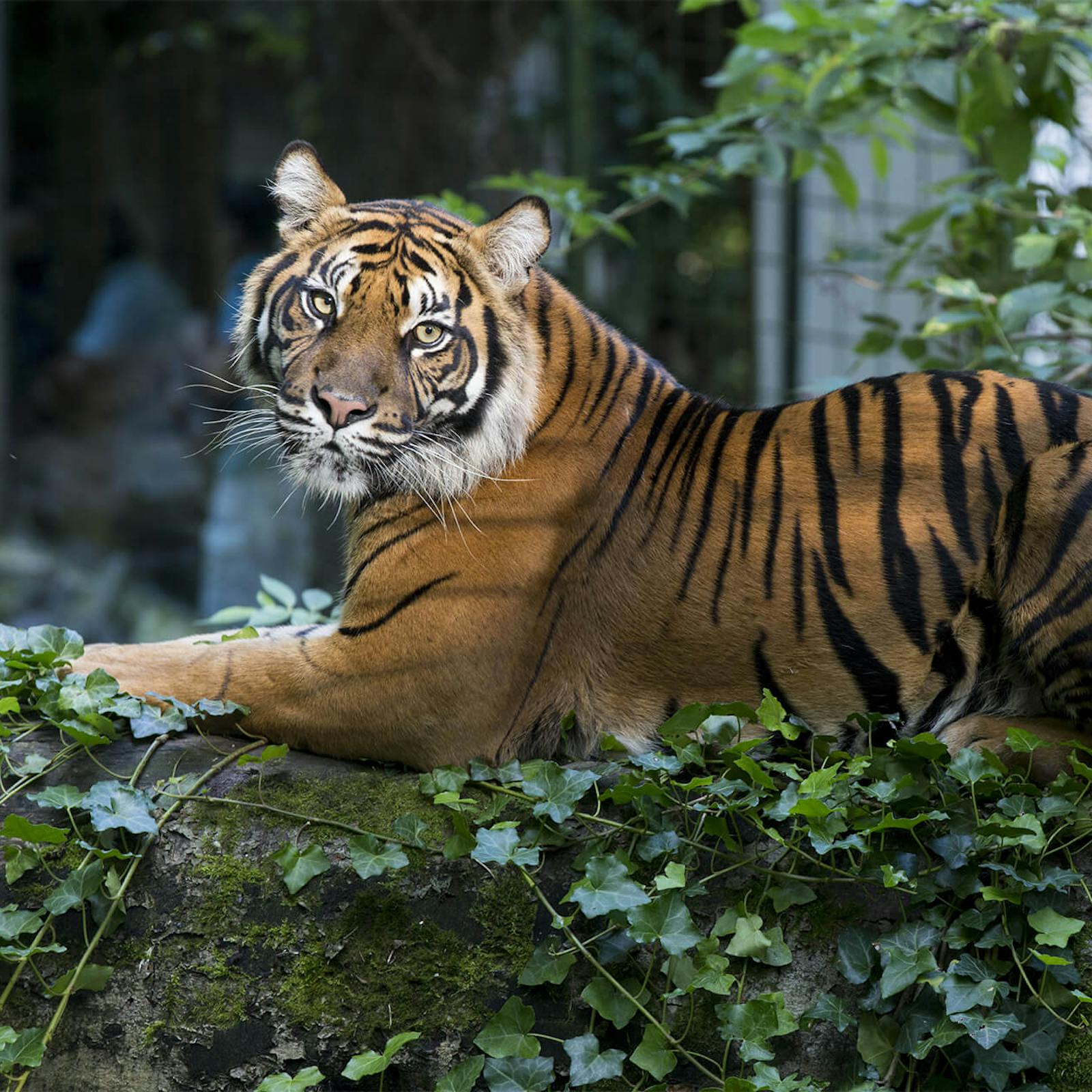 Величественный тигр в зоопарке ZooParc de Beauval