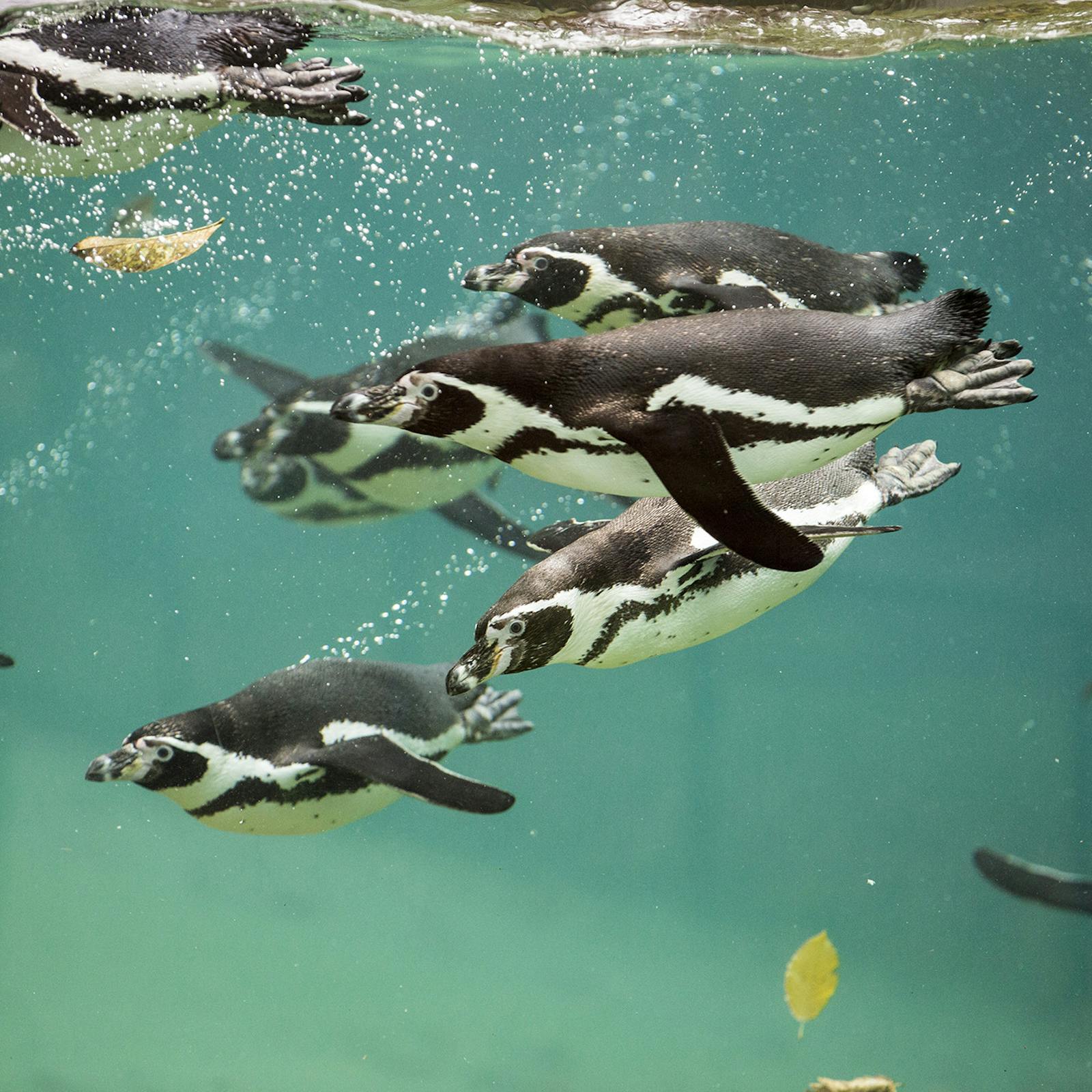 Пингвины плавают под водой в зоопарке ZooParc de Beauval